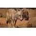 ESD Planet Zoo Americas Animal Pack