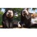 ESD Planet Zoo Americas Animal Pack