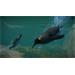 ESD Planet Zoo Aquatic Pack 7799