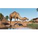 ESD Planet Zoo Arid Animal Pack