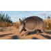 ESD Planet Zoo Grasslands Animal Pack