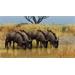 ESD Planet Zoo Grasslands Animal Pack