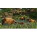 ESD Planet Zoo Tropical Pack
