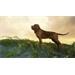 ESD theHunter Call of the Wild Bloodhound