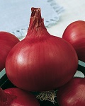Osivo cibuľa jarná, červená – Karmen