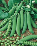 Osivo hrach záhradný, skorý – Gloriosa