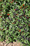 Osivo papričky okrasné – Chilli Mix