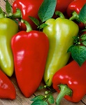 Osivo paprika na rýchlenie – Cynthia F1