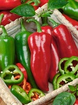 Osivo paprika skorá – Fatima