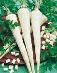 Osivo paštrnák neskorý, aromatický – Dlouhý Bíly