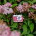Rollei Mini Digitalkamera/ 2 MPix/ 0,96" LCD/ 1080p video/ Růžová 18092