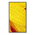 SHARP MultiSync ME432 LCD 43", IPS, LED, 3840x2160, 400nit, 1200:1, 8ms, 18/7, HDMI, LAN, USB, Mediaplayer L50ME432