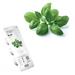 Smart Garden Bazalka PCW-016