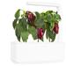 Smart Garden Červená paprika, sladká PCW-067