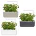 Smart Garden Lesné jahody PCW-011