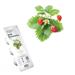 Smart Garden Lesné jahody PCW-011