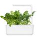 Smart Garden Mix zelených šalátov 3-pack PCW-080