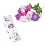 Smart Garden Petunia PCW-019