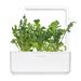 Smart Garden Rukola PCW-044