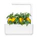Smart Garden Sladká žltá paprika PCW-053