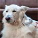TESLA PetCare Station Pro TQ500 8595689802349