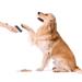 TESLA PetCare Station Pro TQ500 8595689802349
