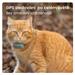 Tractive GPS CAT Mini, Mentolová TRCAT5MT
