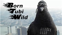 Born Tubi Wild (PC) klíč Steam