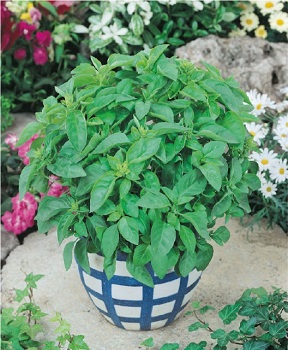 Osivo Bazalka pravá