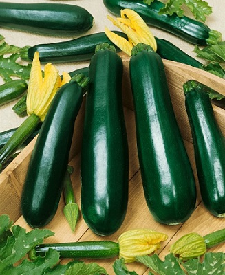 Osivo cuketa zelená – Terminátor F1