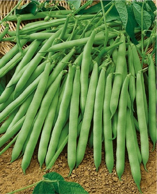 Osivo fazuľa kríčková, zelenostruková – Sigma