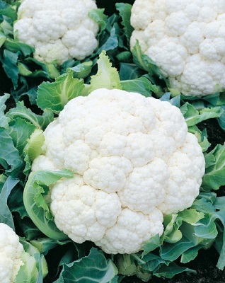 Osivo karfiol jarný, skorý, na pole – Beta