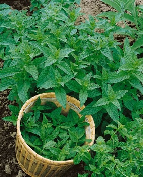 Osivo liečivá rastlina – Mäta