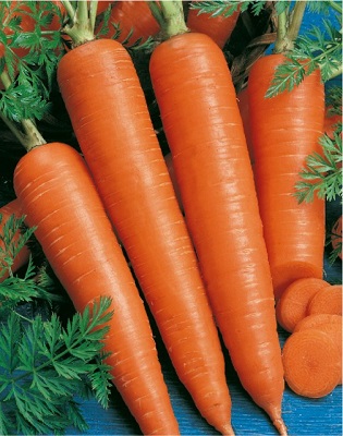 Osivo mrkva neskorá – Olympus