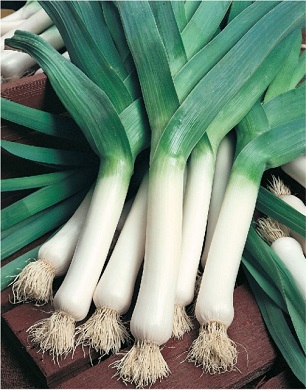 Osivo pór letný, na priamy konzum – Albos