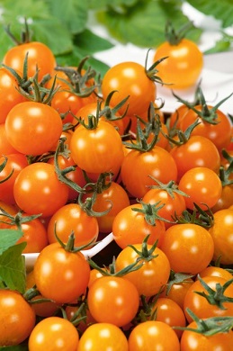 Osivo rajčiak balkónový kríčkový oranžový, – Venus