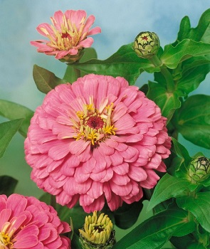 Osivo ružová – Cínia georgínokvetá