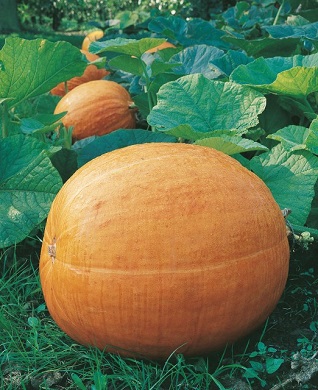 Osivo tekvica veľkoplodá – Goliaš