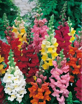 Osivo zmes – Papuľka väčšia