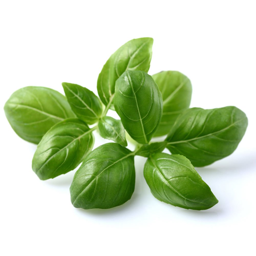 Smart Garden Bazalka PCW-016