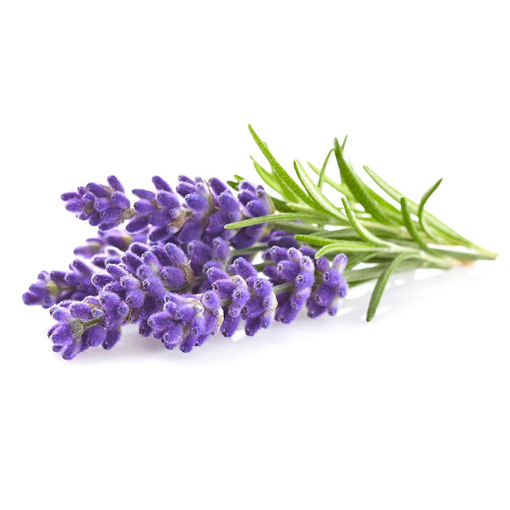 Smart Garden Levandula PCW-015