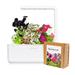 Smart Garden Mix kvetín 3-pack PCW-083