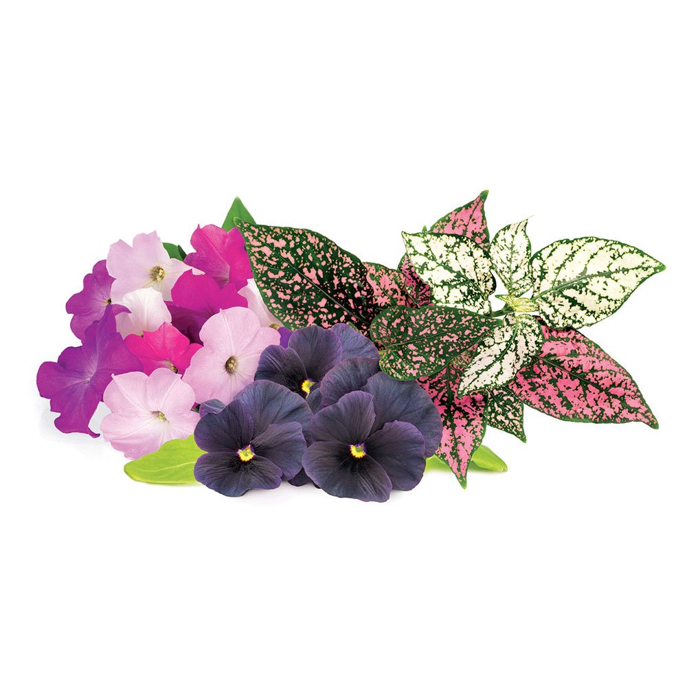 Smart Garden Mix kvetín 3-pack PCW-083