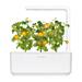 Smart Garden Mix ovocia a zeleniny 3-pack PCW-082