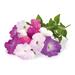 Smart Garden Petunia PCW-019