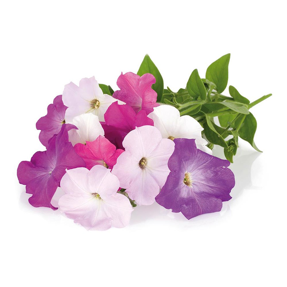 Smart Garden Petunia PCW-019