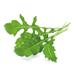 Smart Garden Rukola PCW-044