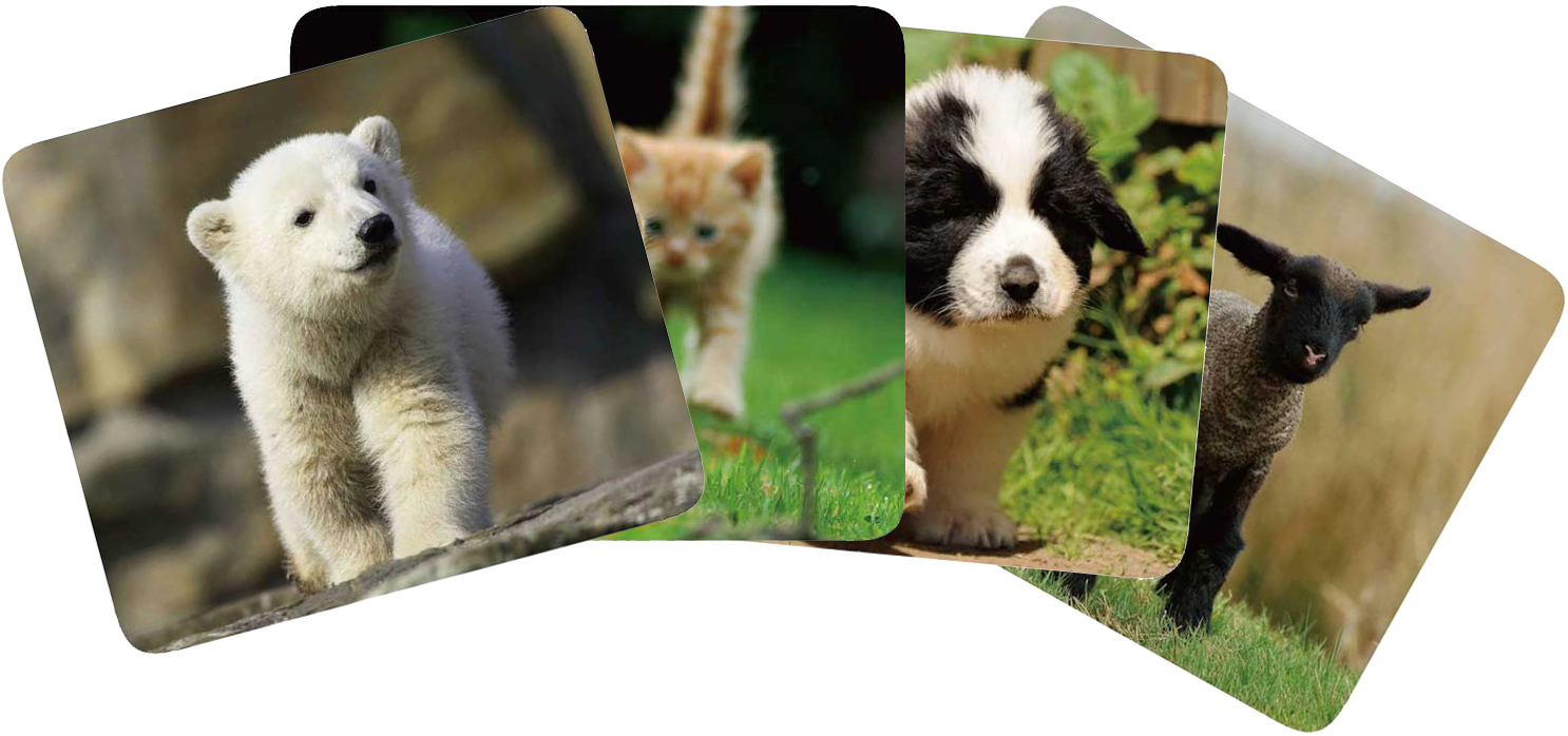 Vivanco IT-MP BP PET 33872